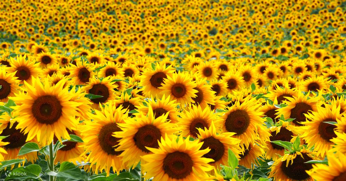 Sunflowers Garden風になりたい